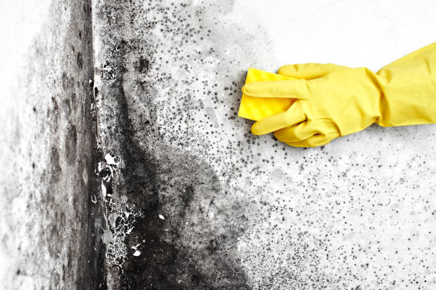 Best Professional Mold Removal  in Lemon Grove, CA