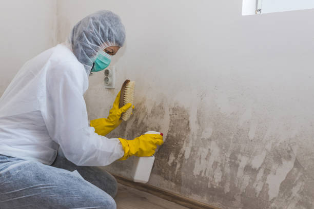 Professional Mold Removal in Lemon Grove, CA