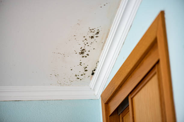 Best Commercial Mold Removal  in Lemon Grove, CA