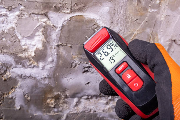Best Mold Damage Repair  in Lemon Grove, CA