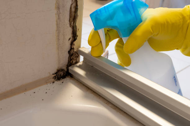 Best Mold Cleaning Services  in Lemon Grove, CA