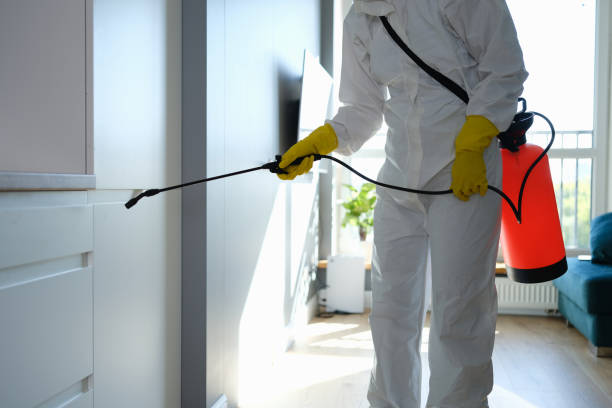 Best Fast Mold Removal  in Lemon Grove, CA