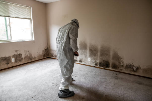 Best Certified Mold Removal  in Lemon Grove, CA