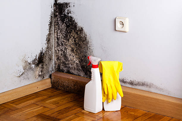 Attic Mold Removal in Lemon Grove, CA